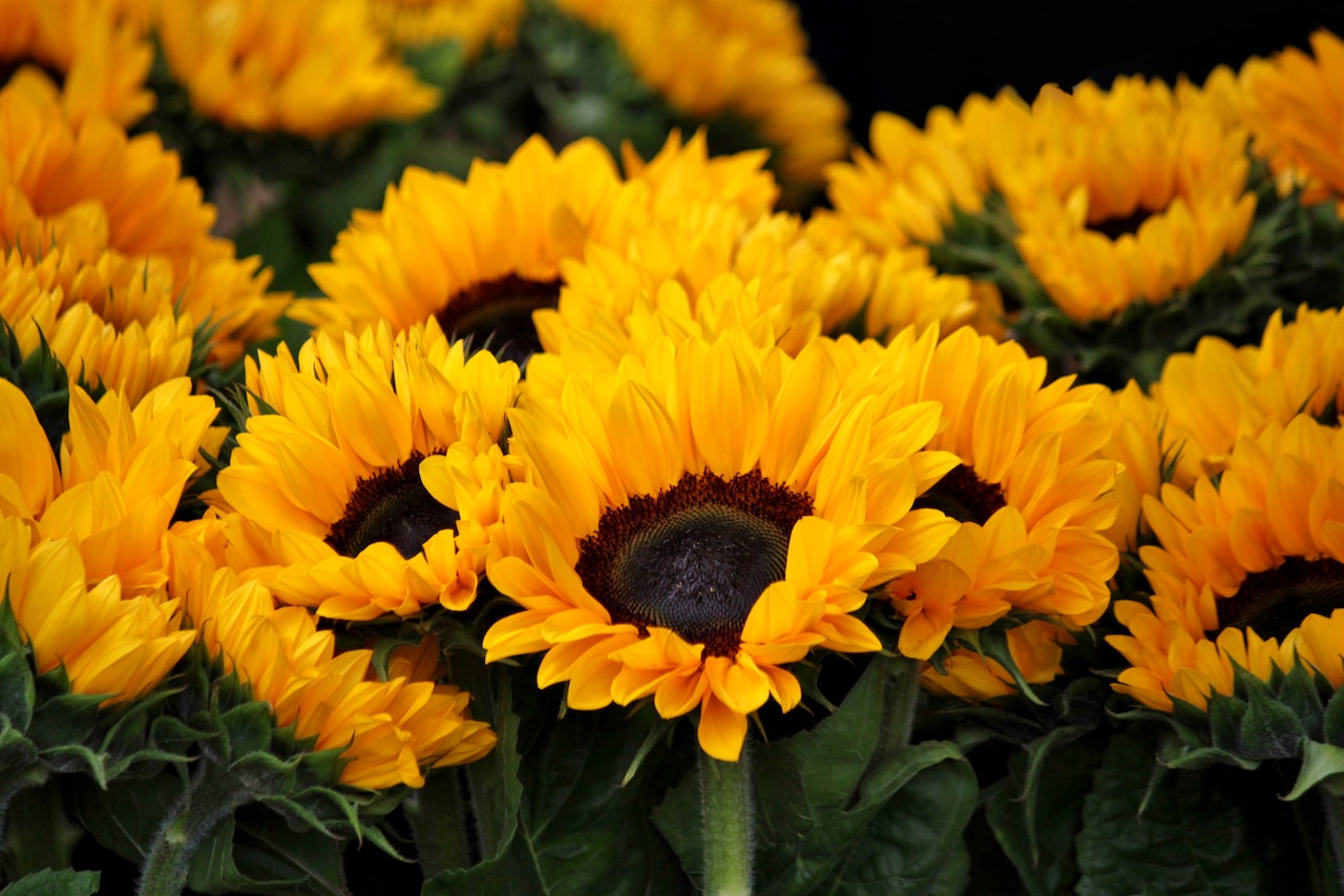 Sonnenblumen-Feld
